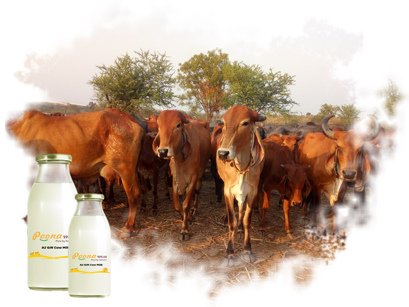 A2 GIR Cow Milk a2-gir-cow-milk